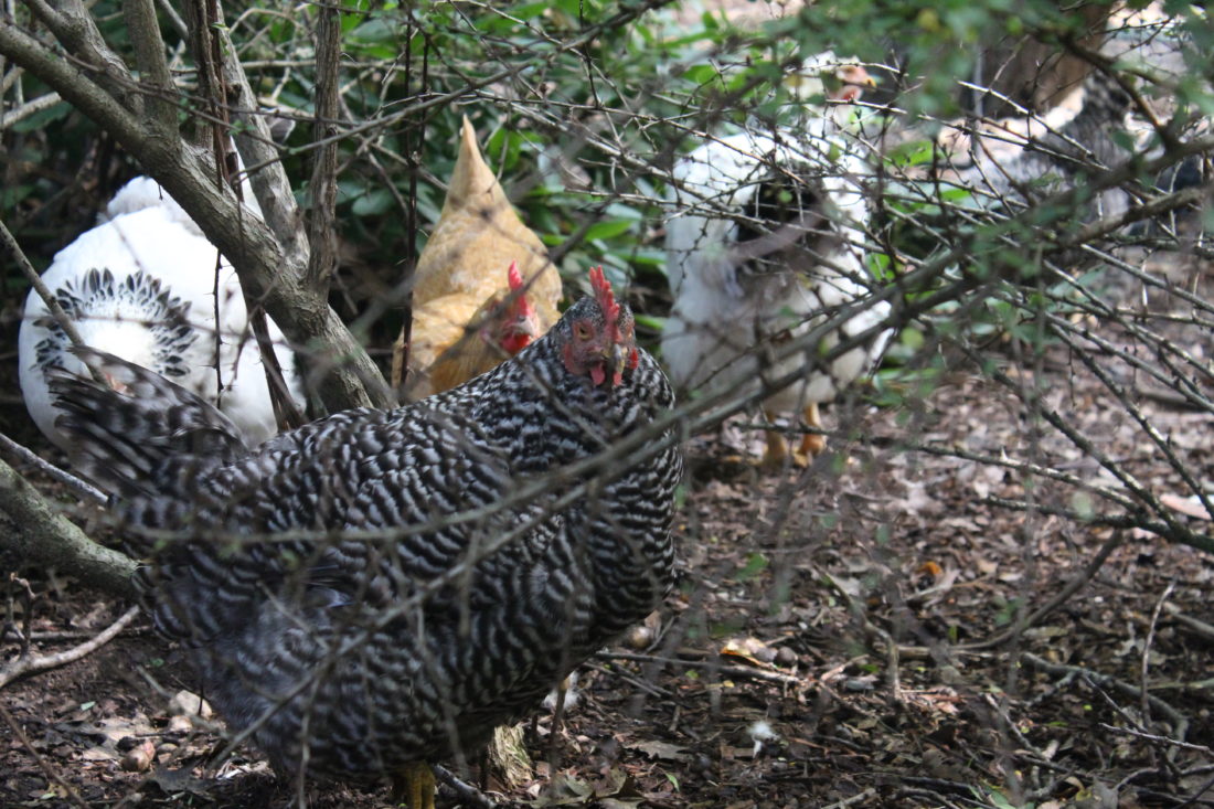 Urban Chickens Planning Board refers matter to Aldermen News, Sports, Jobs The Nashua Telegraph